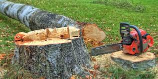 Best Tree Cabling and Bracing  in Oneida, TN