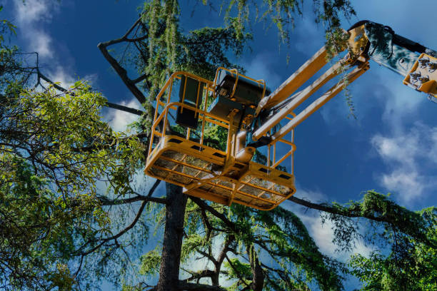 Best Tree Disease Treatment  in Oneida, TN