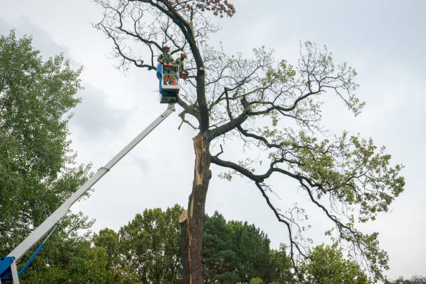 Best Tree Planting  in Oneida, TN