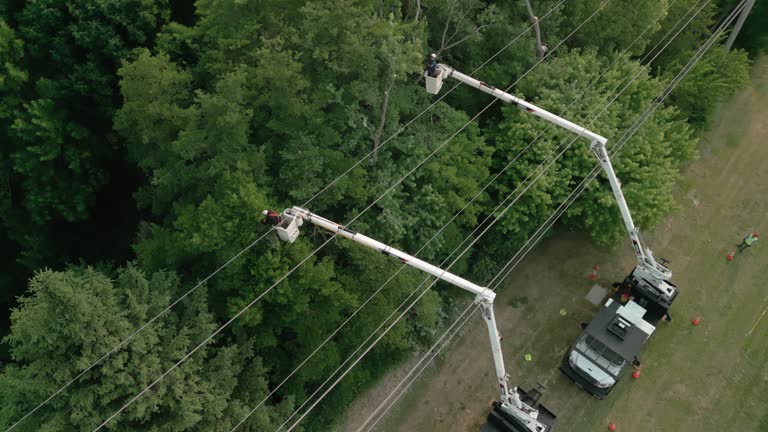 Best Tree and Shrub Care  in Oneida, TN