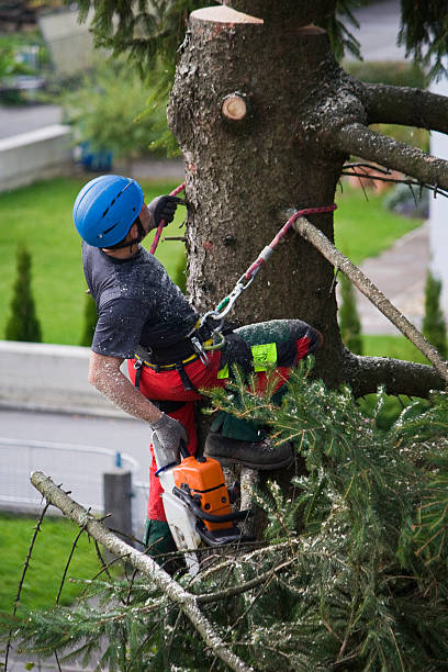 Best Aeration Services  in Oneida, TN