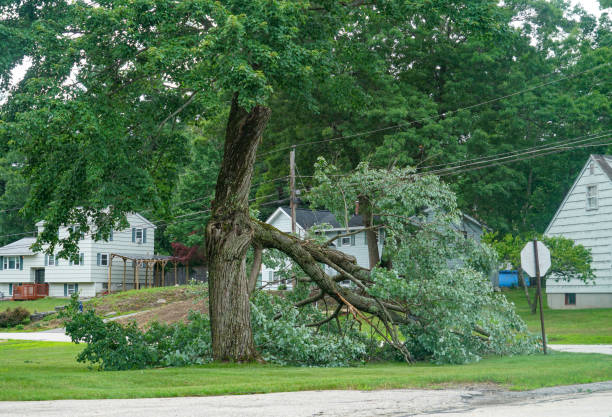 Best Leaf Removal  in Oneida, TN