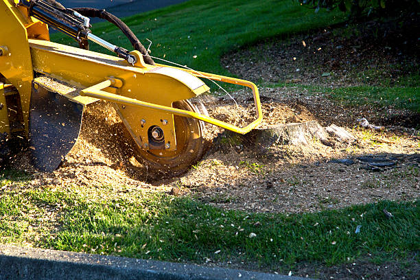 Best Tree Mulching  in Oneida, TN