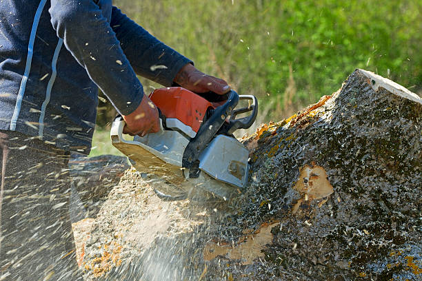 Best Utility Line Clearance  in Oneida, TN